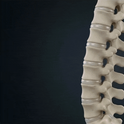 TRUEFIT™ POSTURE CORRECTOR for the TrueU!